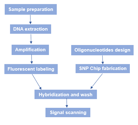 The Principles and Workflow of SNP Microarray