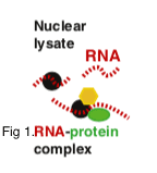 RIP-Seq