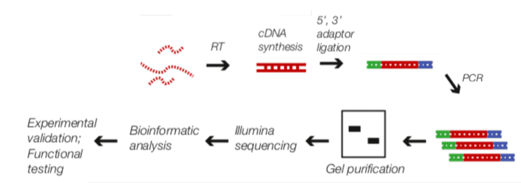 RIP-Seq Workflow