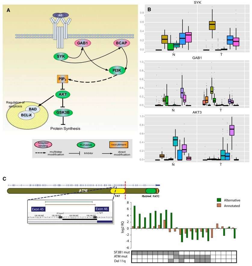 Splicing changes in the BCR pathway between normal (N) and tumor (T) samples.