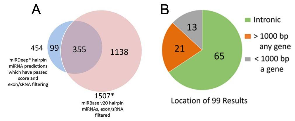 miRDeep* putative miRNAs and miRBase miRNAs (A), and genomic locations of the putative novel miRNAs (B).