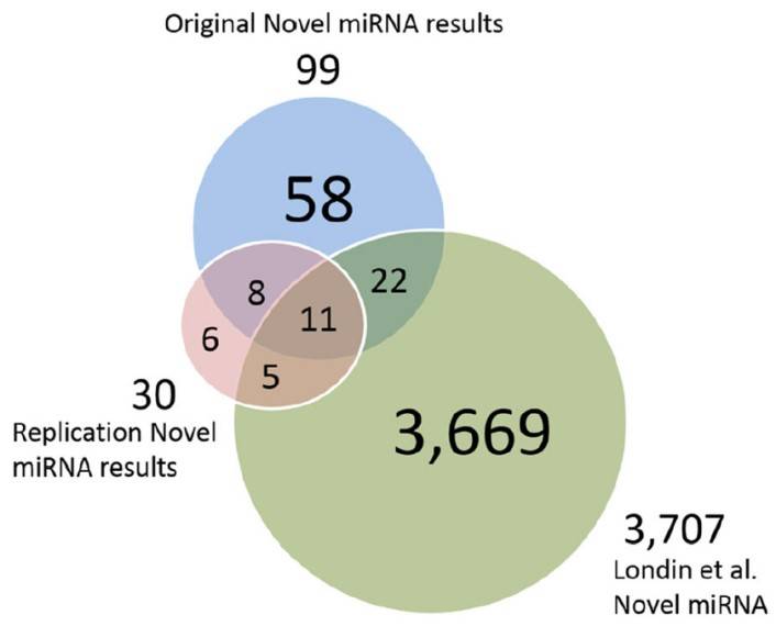 Putative novel miRNAs, replication data miRNAs and Londin <em>et al.</em> miRNAs.