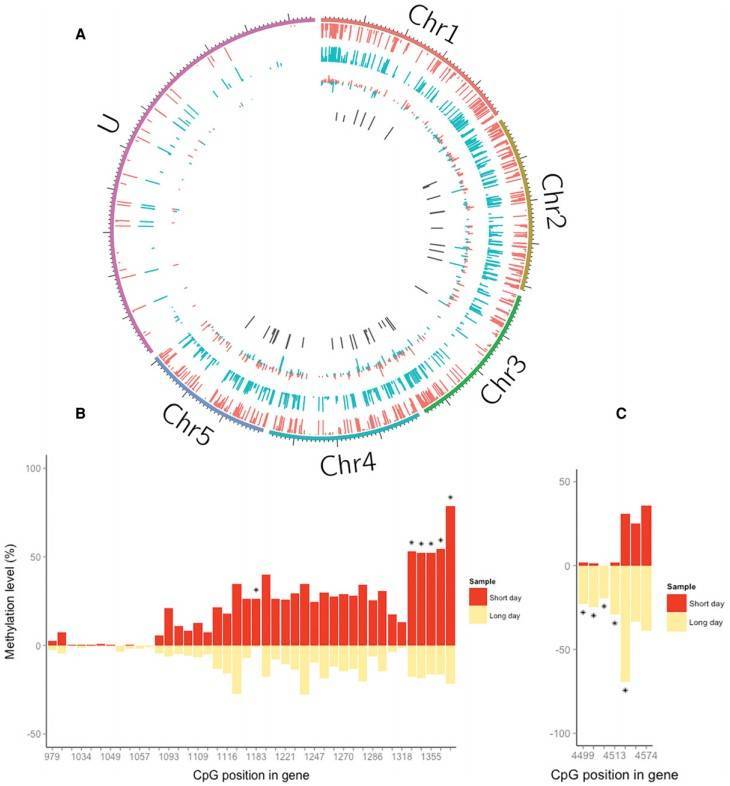 Differential DNA methylation associated with photoperiod in Nasonia