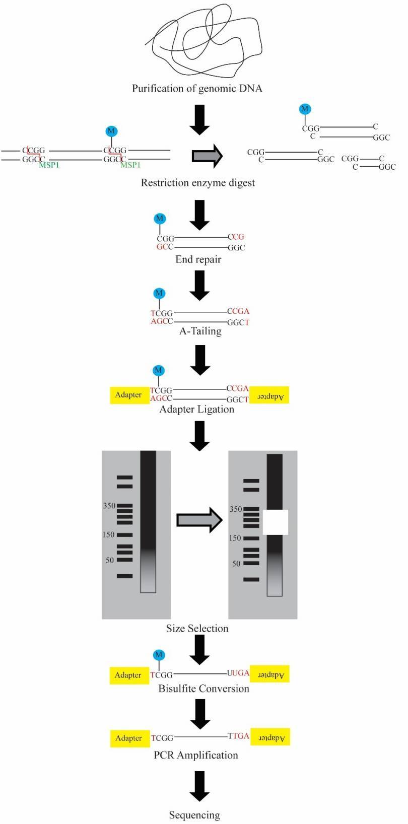 The schematic workflow for RRBS