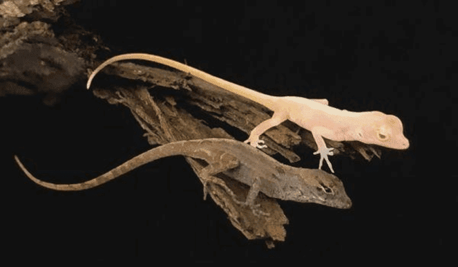 Gene Editing Has Been Used Successfully on Reptiles-Albino Lizards