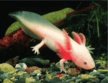 Researchers Find A New Generation of Regenerative Treatments in Humans