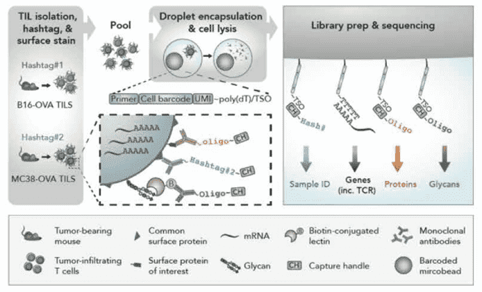 SUGAR-seq Enables Simultaneous Detection of Glycans, Epitopes, and the Transcriptome in Single Cells