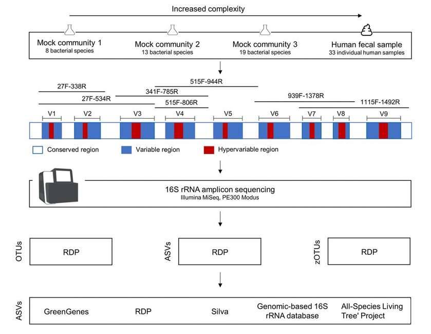 Sequencing Primers