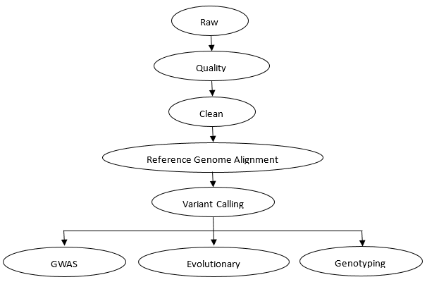 The Data Analysis Pipeline of Shallow Whole Genome Sequencing.
