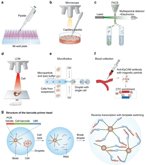 Single-cell RNA Sequencing: Introduction, Methods, and Applications