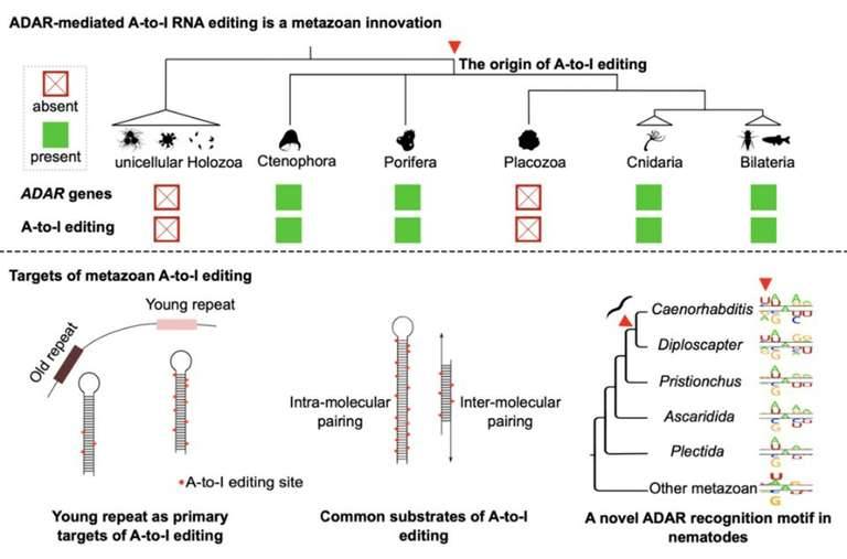 Functional and molecular mechanism pattern of cyclic RNA circPVT1 in promoting the development of breast cancer.