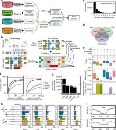 Functional and molecular mechanism pattern of cyclic RNA circPVT1 in promoting the development of breast cancer.