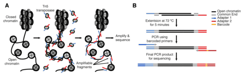 The basic principle of ATAC-Seq