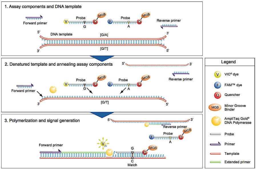 TaqMan SNP Genotyping