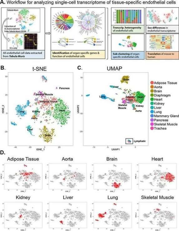 The Application Of Transcriptome In Revealing Disease Mechanism