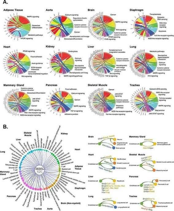 Pathway enrichment and angiocrine relationship prediction analyses