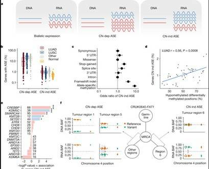 ASE in NSCLC