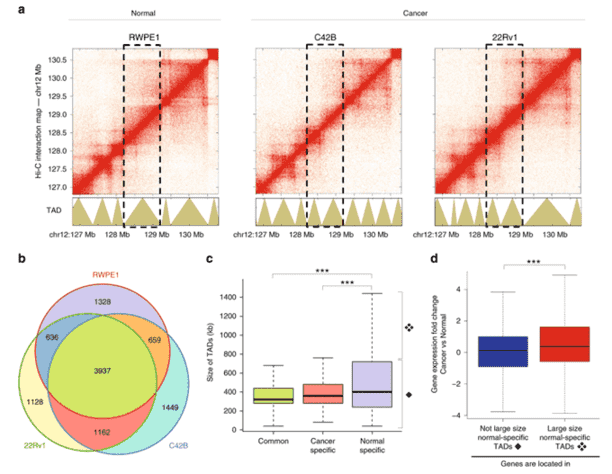 A High-resolution 3D Epigenomic Map Reveals Insights Into The Creation of The Prostate Cancer Transcriptome