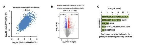 MCF7 cells were transfected with control siRNA or two individual siRNAs specific against circPVT1 followed by RNA-seq.