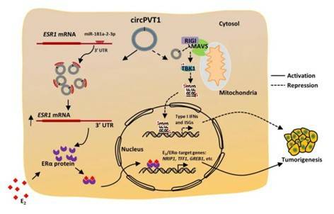 Functional and molecular mechanism pattern of cyclic RNA circPVT1 in promoting the development of breast cancer.