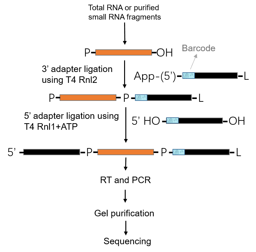 The Challenge and Workflow of Small RNA Sequencing