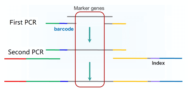 The workflow of two-step PCR for amplicon sequencing.