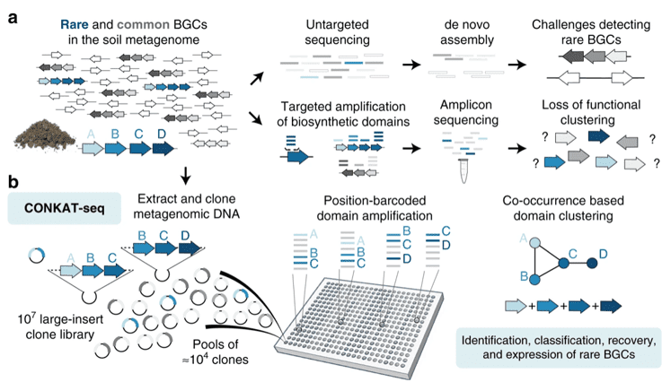 CONKAT-seq enables the exploration of rare biosynthetic gene clusters in complex metagenomes.