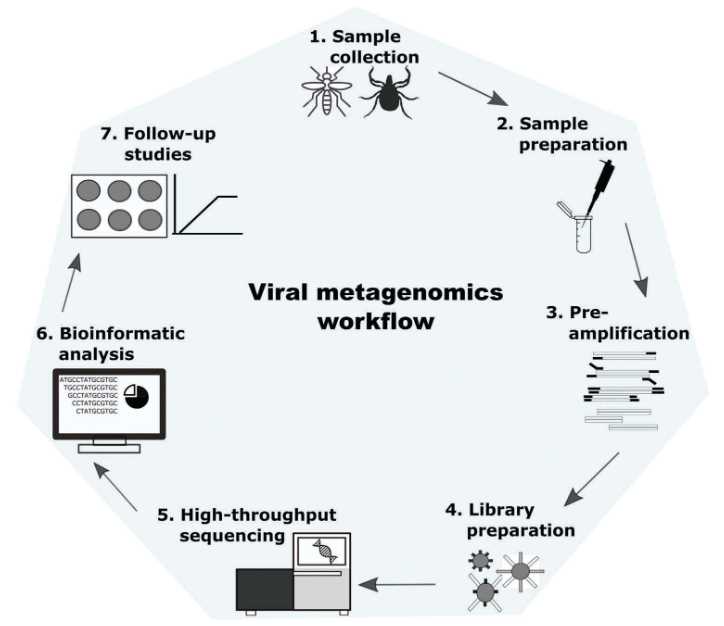 Workflow diagram for metagenomic analysis of viruses