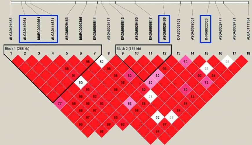 Haplotype Analysis