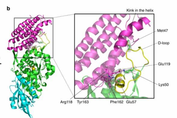 Protein structure prediction of the variant