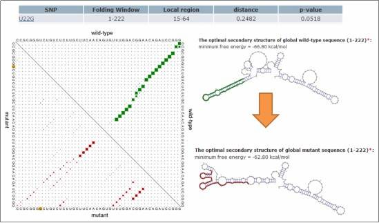 Impact of SNVs on RNA Secondary Structure