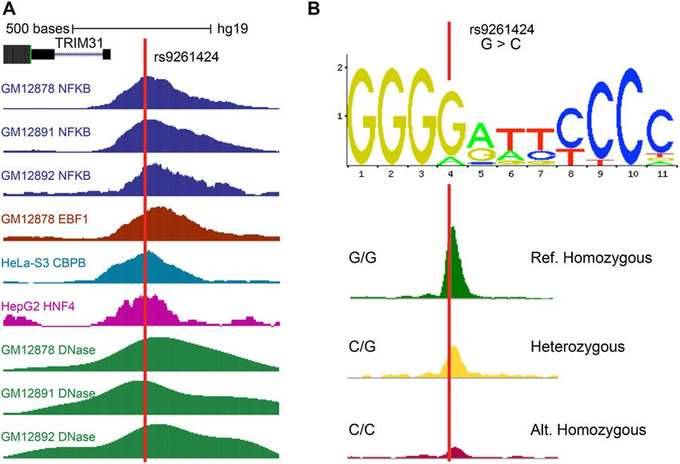 Transcription Factors at the Positions Corresponding to SNVs