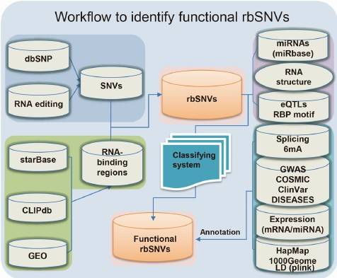 Network Analysis System for Post-transcriptional Regulation of SNVs