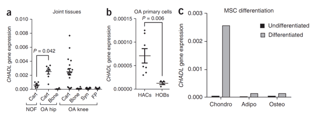 Figure 3. CHADL gene expression across human joint tissues, primary cells, and mesenchymal stem cell differentiation stages. (Styrkarsdottir et al., 2017)