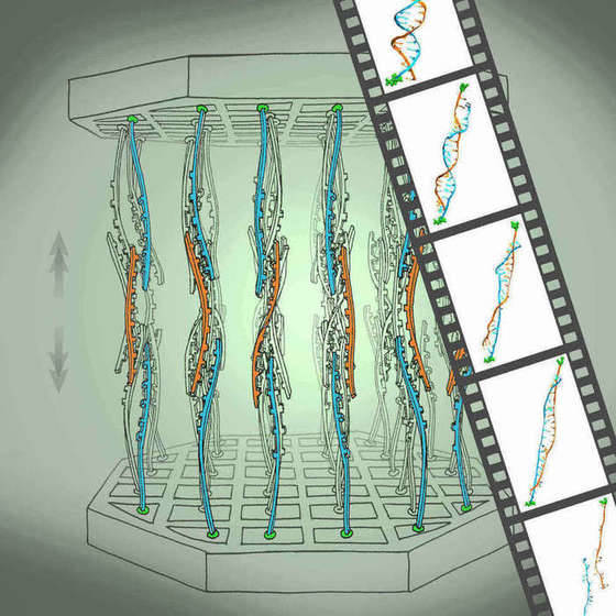 Whole Genome SNP Genotyping