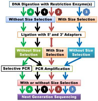 Whole Genome SNP Genotyping