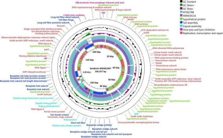 Compositions of different species in the control and miscarriage groups by LEfSe analyses