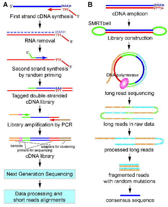 A work flow for 3'end-seq (A) and PacBio Iso-seq (B). 