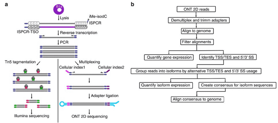 Nanopore Direct RNA-Sequencing. 