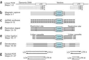 Schematic outline of LAM-PCR to amplify 5'-LTR retroviral vector-genomic fusion sequences.