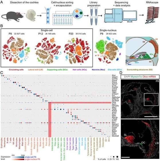 A Comprehensive Single-Cell Transcriptome Atlas of the Cochlea