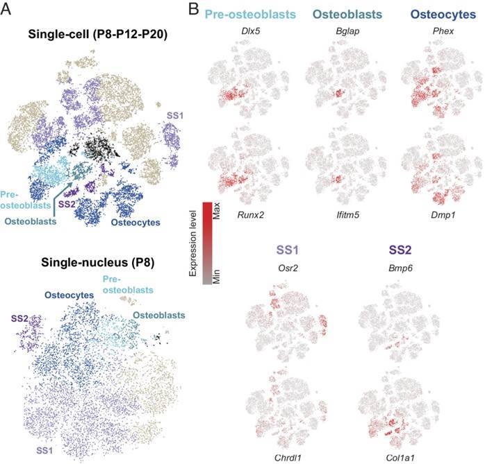 Transcriptomic characterization of the osseous cell types.