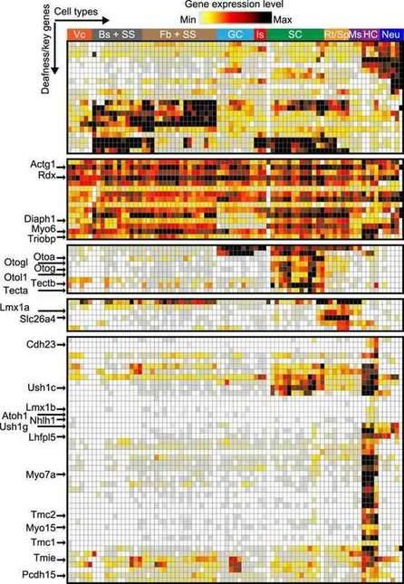 Cochlear cell expression pattern of nonsyndromic deafness genes.