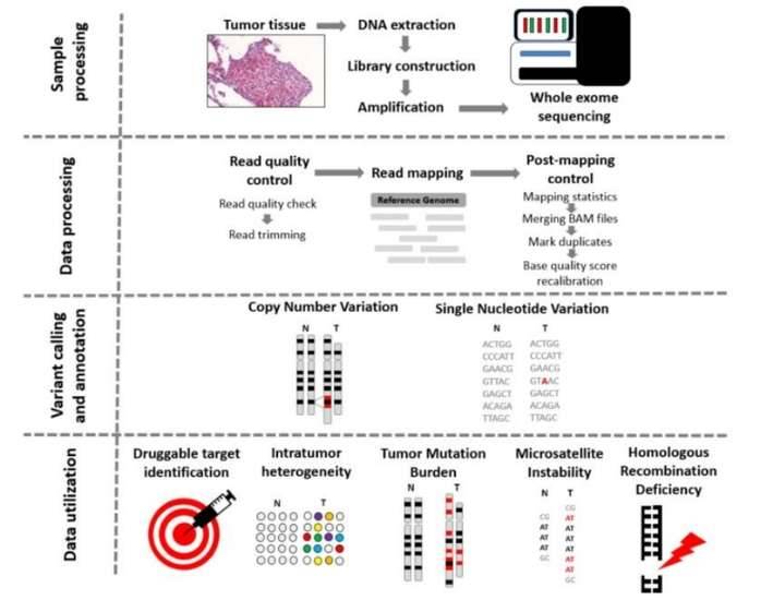 From tissue to data—steps of whole exome sequencing.