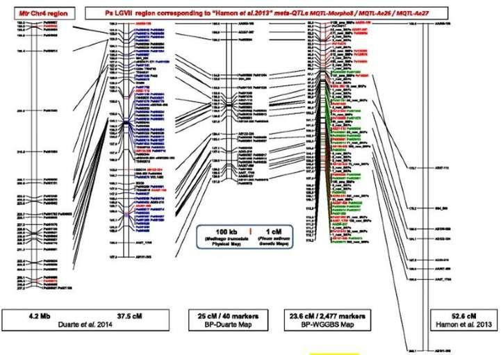 Mapping a RIL population segregating for partial resistance to A. euteiches.