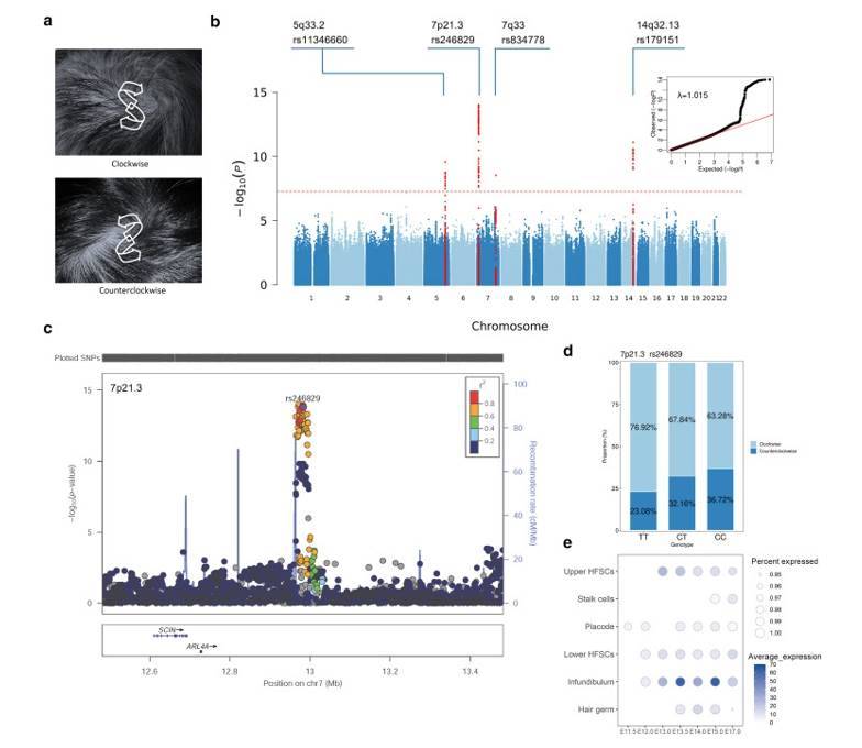 A GWAS Study Unveiling the Genetics of Hair Whorl and Polygenic Inheritance