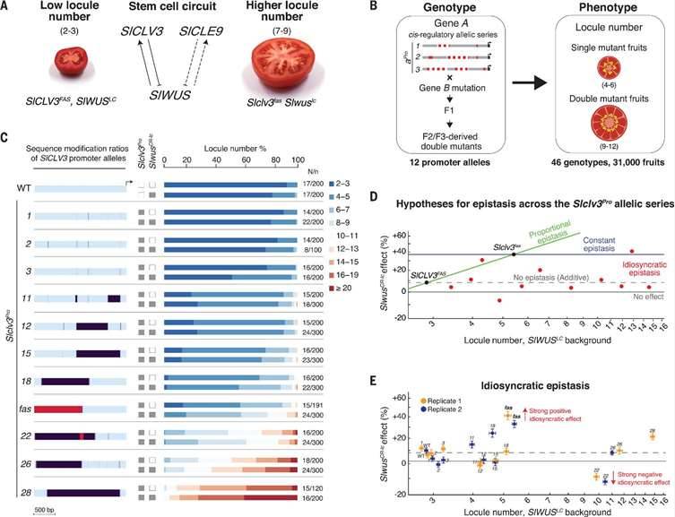 A Novel Mechanism of Gene Epistasis Influencing Tomato Fruit Size