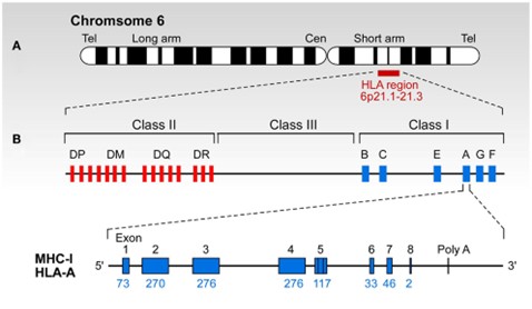 A Practical Guide to HLA Typing and Result Interpretation