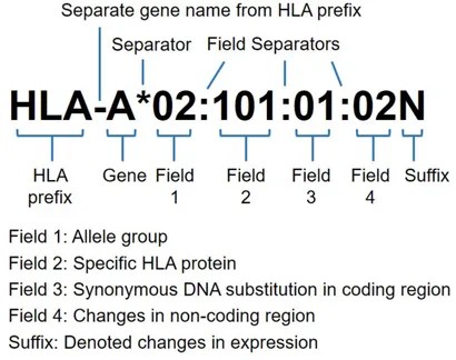 HLA allele naming system detailed to four fields (eight-digit) resolution. (Kishore, Amit, and Martin Petrek., 2018)