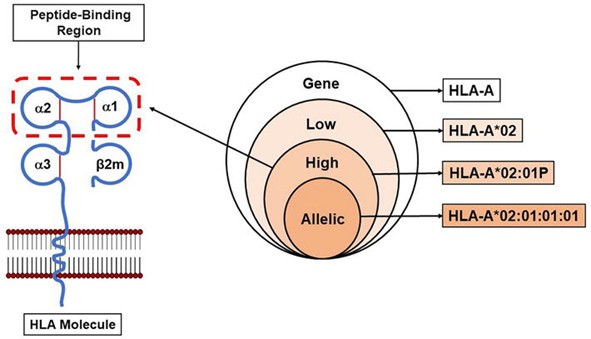  Levels of precision in HLA typing. (Jaramillo, Andrés, and Katrin Hacke., 2023)